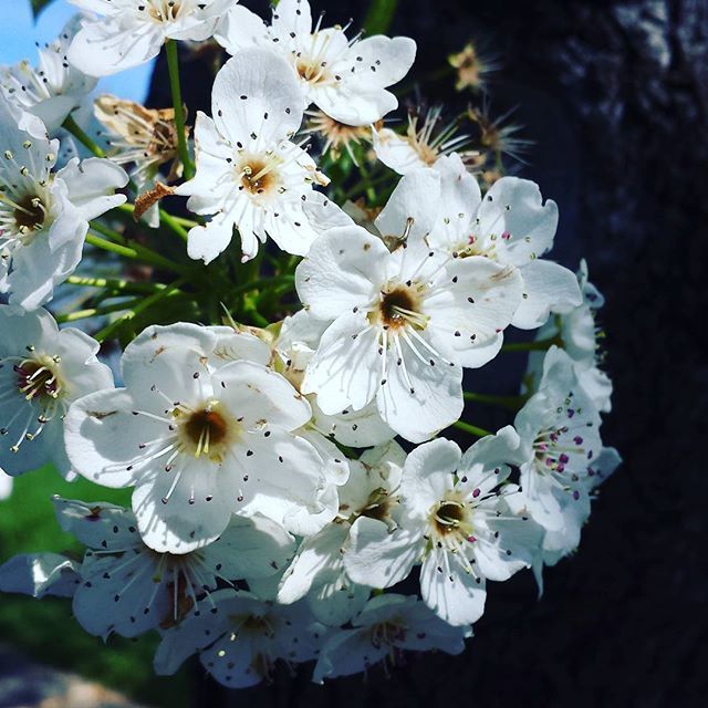 Instagram Photo Contest: "Spring in Napa Valley"